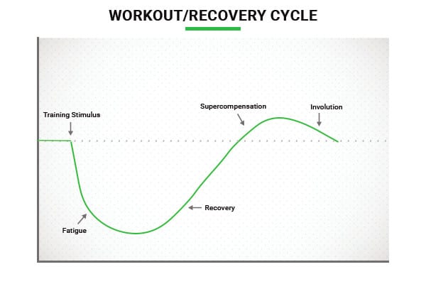 workout - muscle recovery cycle