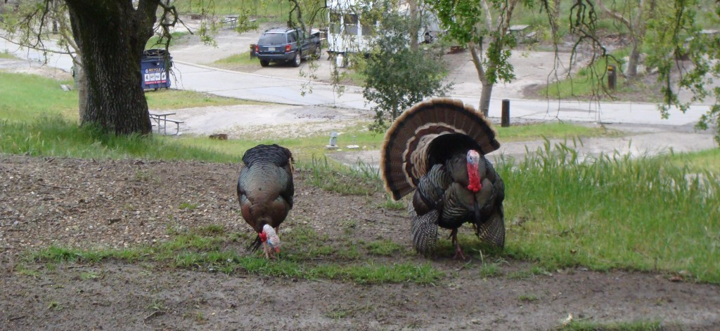 thanksgiving