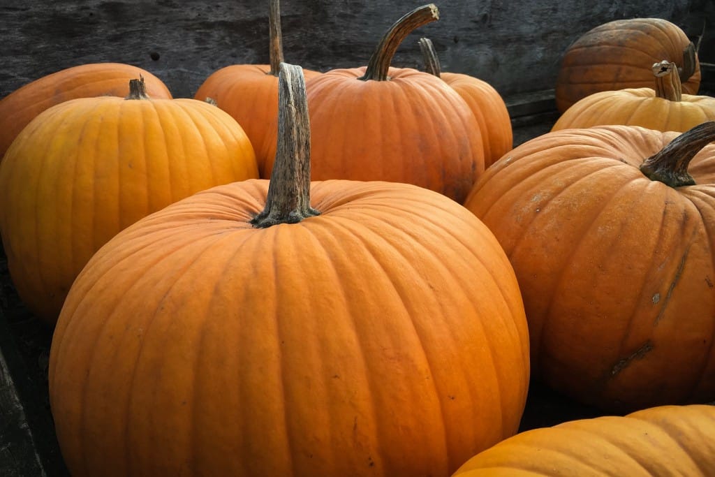 pumpkin spice