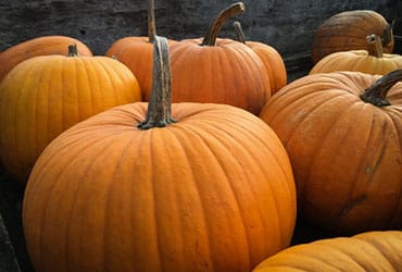 pumpkin spice